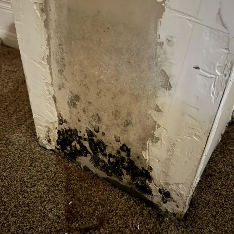 Professional Mold Removal in Millville, MA